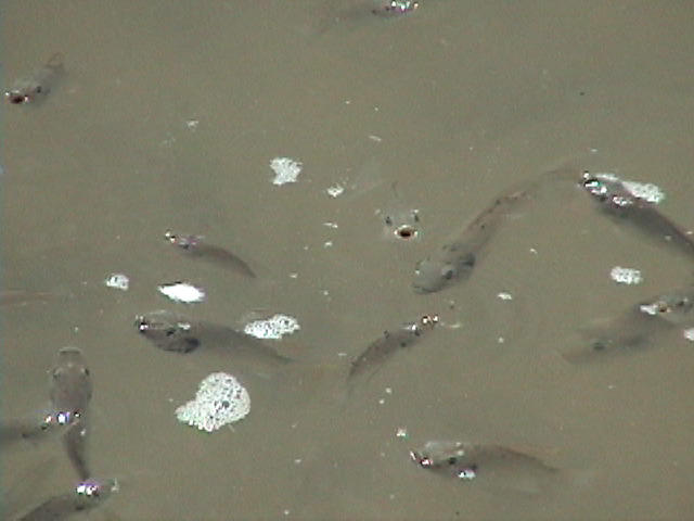 fish
