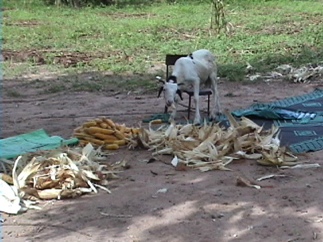 GoatEatingCorn
